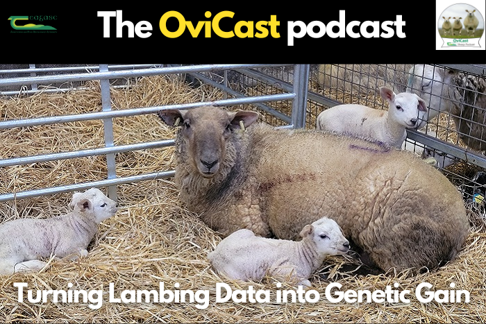 Cover image for Identifying potential replacements: Turning lambing data into genetic gain article