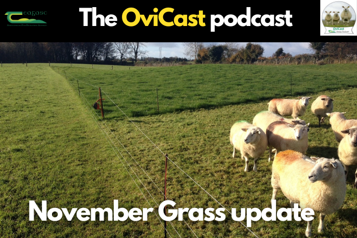 Cover image for A November grass update for sheep farmers article