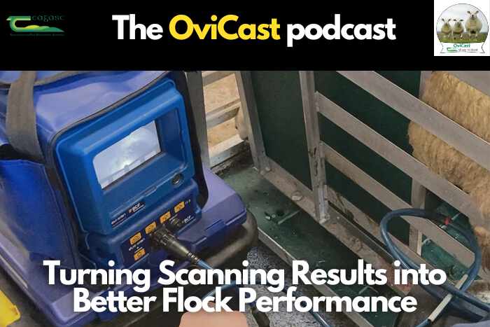 Cover image for Turning scanning results into better flock performance article