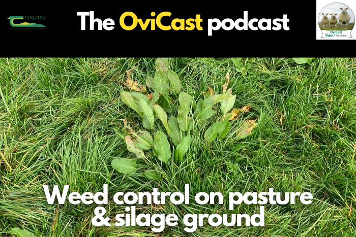 Weed control on pasture and silage ground