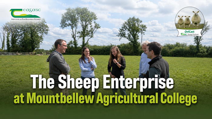 The Sheep Enterprise at Mountbellew Agricultural College