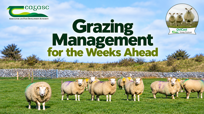 Grazing management for the weeks ahead