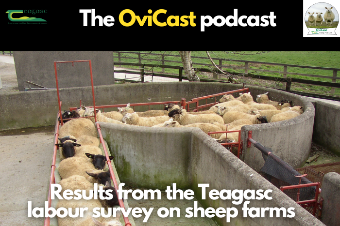 Results from the Teagasc labour survey on sheep farms