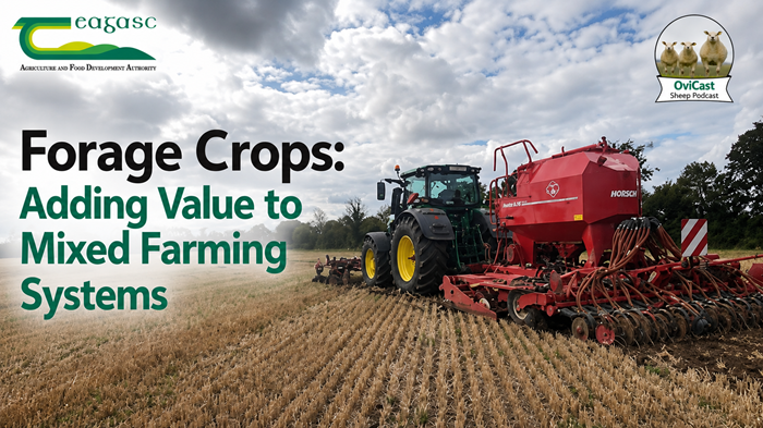 Cover image for Forage crops: Adding value to mixed farming systems article