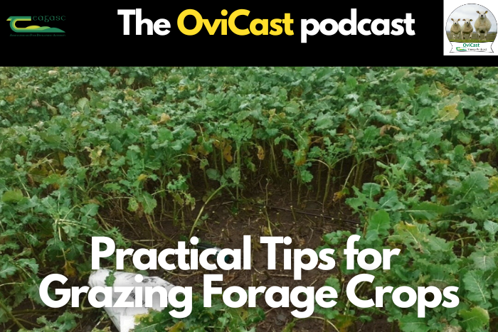 OviCast: Practical tips for grazing forage crops