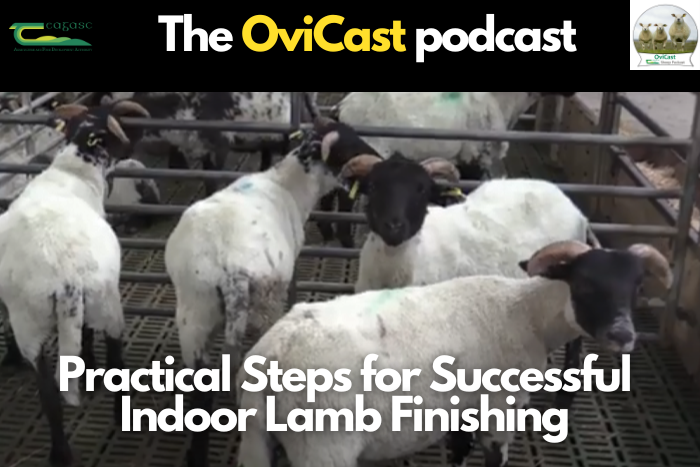 Indoor lamb finishing – steps to make it a success