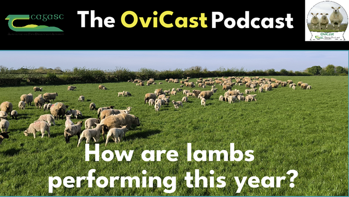 How are lambs performing this year?