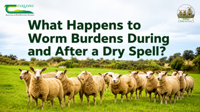 Cover image for What happens to worm burdens during and after a dry spell? article