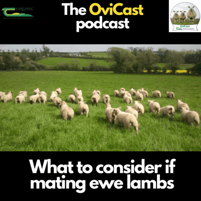 OviCast: What to consider if mating ewe lambs