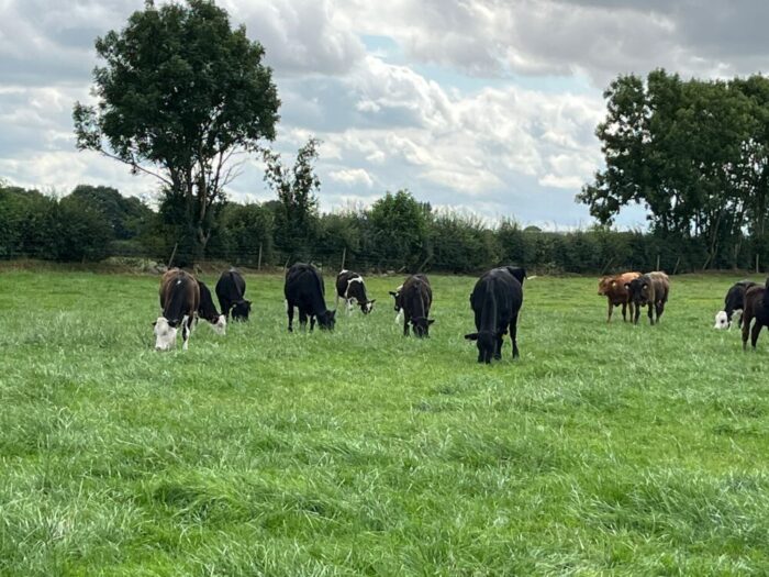 Continental and early maturing calves at grass on the farm of Peter Byrne