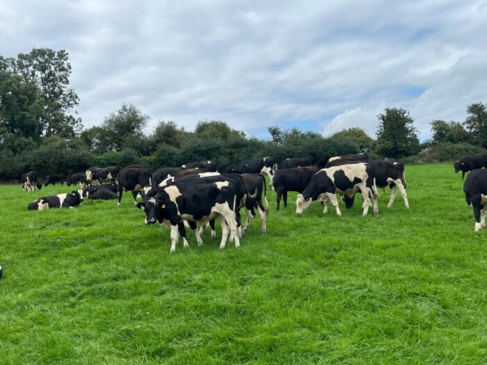 Grass the key to successful Kildare calf to beef operation