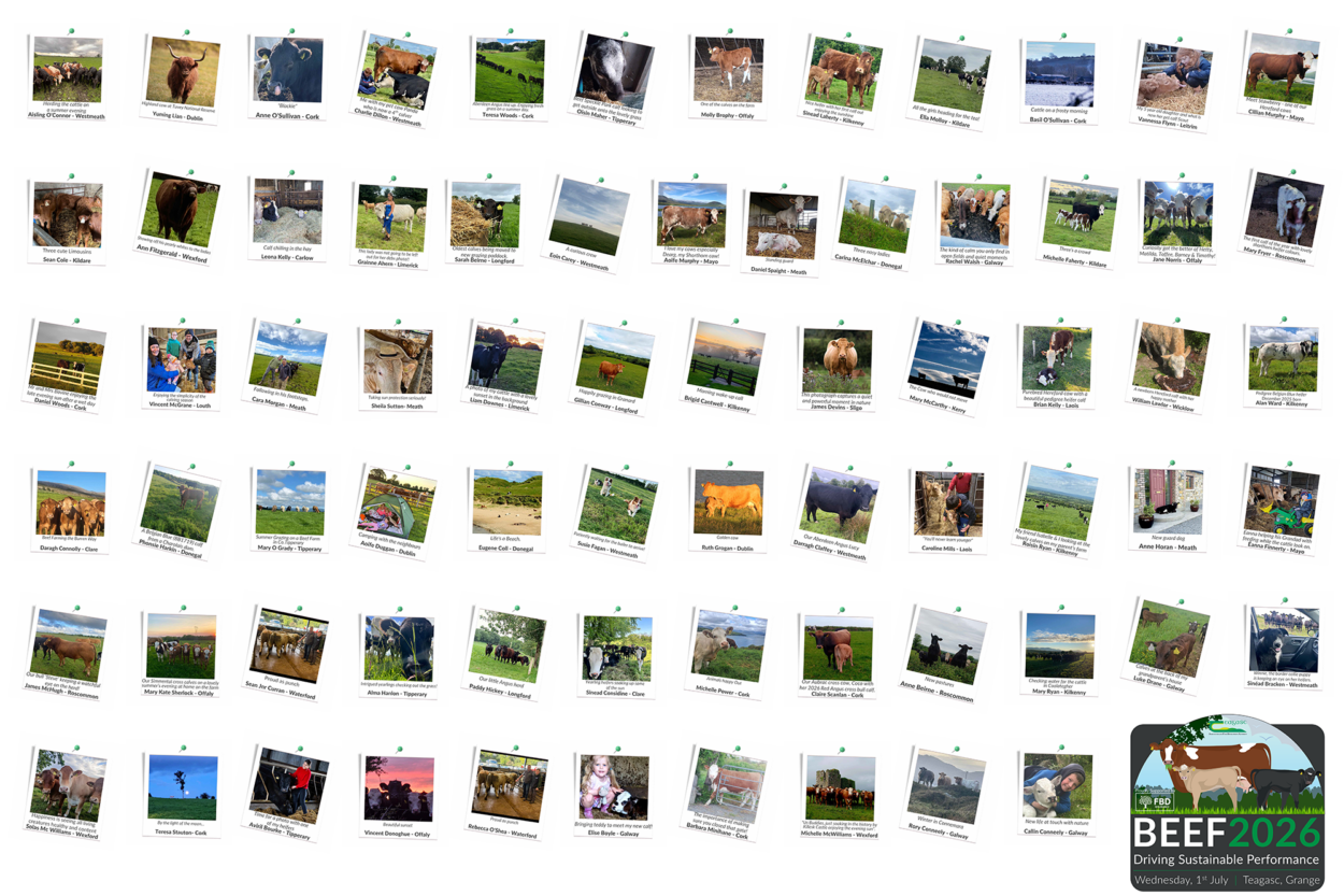 board with all of the entries of the photo competition on polaroids