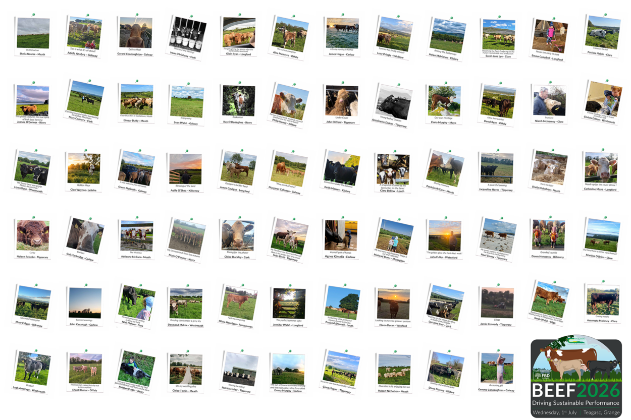 board with all of the entries of the photo competition on polaroids