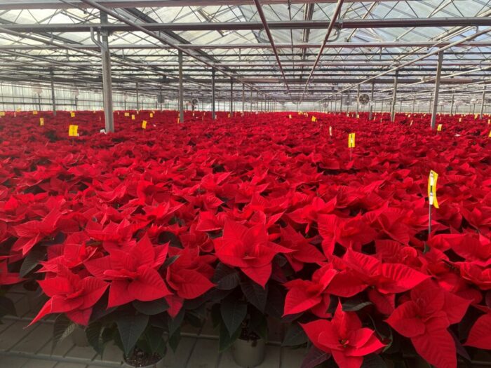 Cover image for Poinsettia: The vintage Christmas flower article