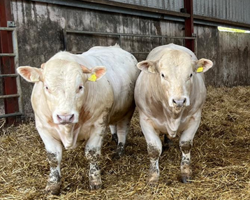 Two Charolais bulls recently finished on the McCarthys farm. Full details on slaughter performance included in the above paragraph