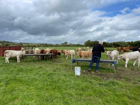 The Future Beef guide to weaning
