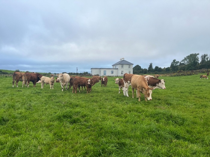 Grass, feed and fertility: Planning ahead on Cathal Irwin’s suckler farm