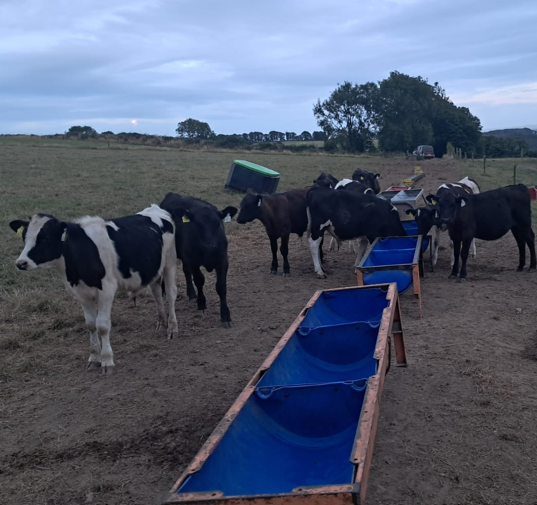 DairyBeef calves in a drought stricken paddock where they are being offered meal in blue half barrel meal troughs