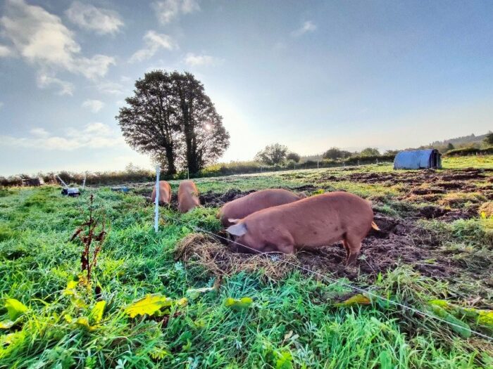 OneWelPig Final Project Event and launch of a Roadmap for Higher Welfare Pig Farming