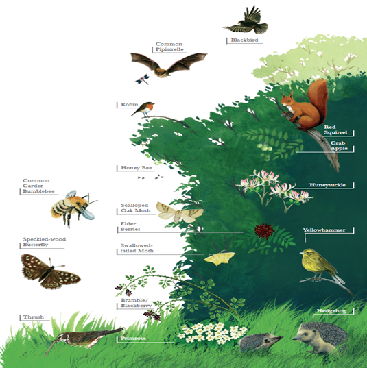 A graphic showing the species of wildlife present at Kildalton