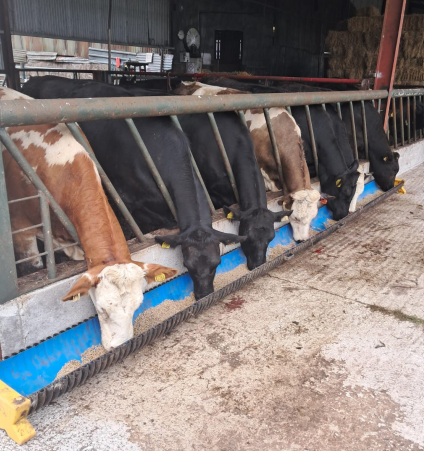 Forward heifers in for finishing on Denis Hickeys farm in Cork