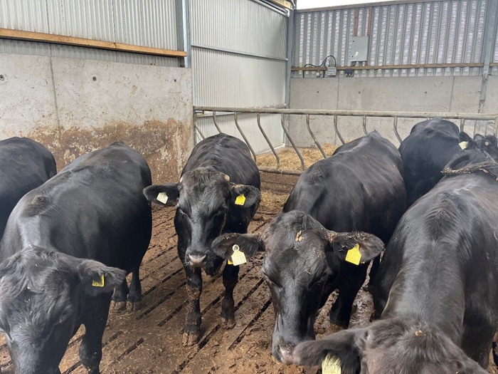 Dairy Beef steers in a slatted shed on Cathal Irwins farm