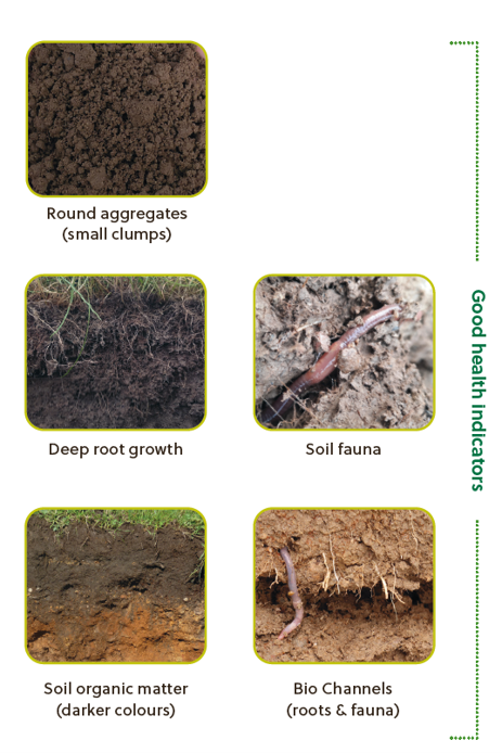 Infographic presenting five photographic soil-health indicators for assessing soil condition. Labels identify round aggregates (small clumps), deep root growth, soil fauna, soil organic matter (darker colours), and bio channels formed by roots and fauna