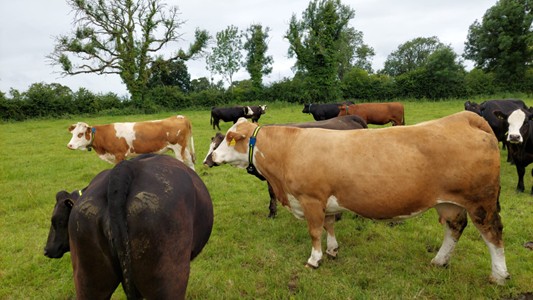 Cows with their new collars