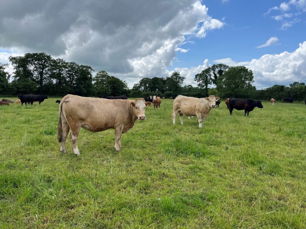 Dry cows are grazing behind younger cattle
