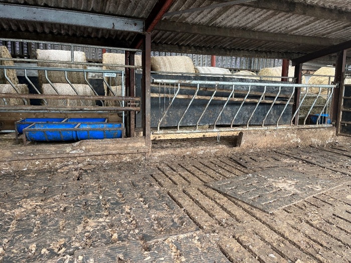 A picture of Cathal Irwins slatted shed, the feed barrier at the back will be replaced for safety reasons