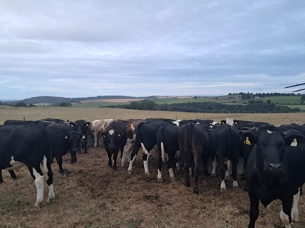 Yearling Holstein Friesian steers being offered silage at grass on a drought stricken paddocks