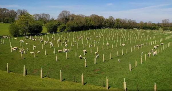 Discover how the integration of trees and farming can work together