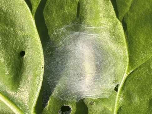Cocoon of Silver Y Moth