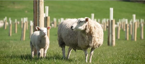 ewes and lambs grazing an agro forestry
