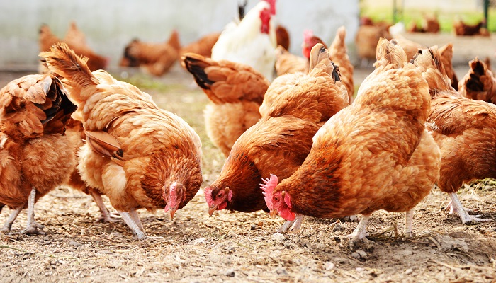 Compulsory poultry housing order announced