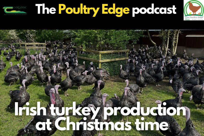 Cover image for Irish turkey production at Christmas time article