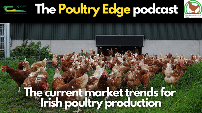 Cover image for Poultry Edge: The current market trends for Irish poultry production article