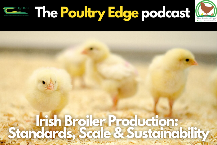 Irish Broiler Production: Standards, Scale & Sustainability