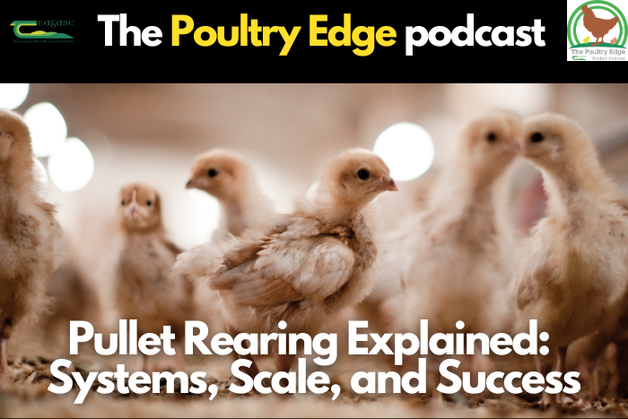 Pullet rearing explained: Systems, scale and success