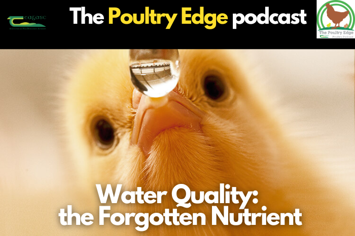 Water quality: The forgotten nutrient
