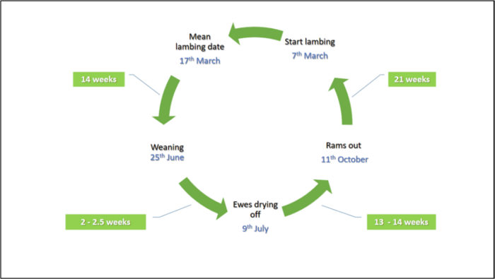 A graphic showing the sheep production year,
Key points:
Mean lambing date of 17th March
Weaning takes place at 14 weeks - June 25
Ewe drying off takes place on July 9
Rams return to breed the flock on October 11,
Lambing starts on March 7