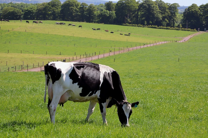 An elite Holstein Friesian cow grazing at Moorepark