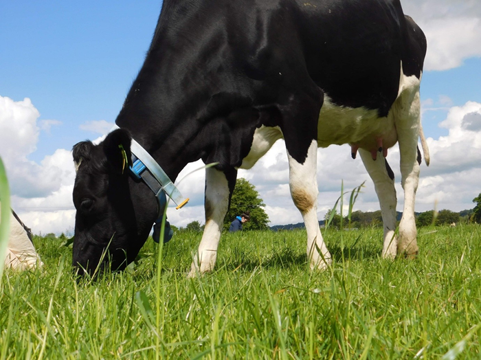 Cover image for Cow fertility: It’s not just luck article