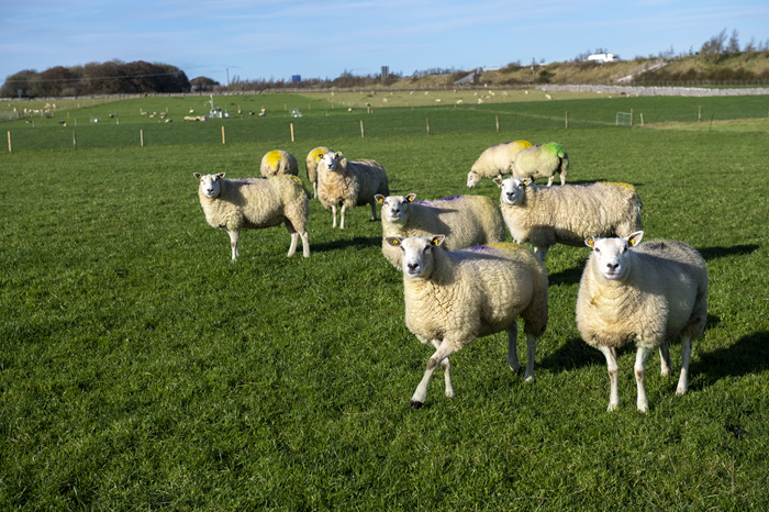 Flock management tips up to and during mating