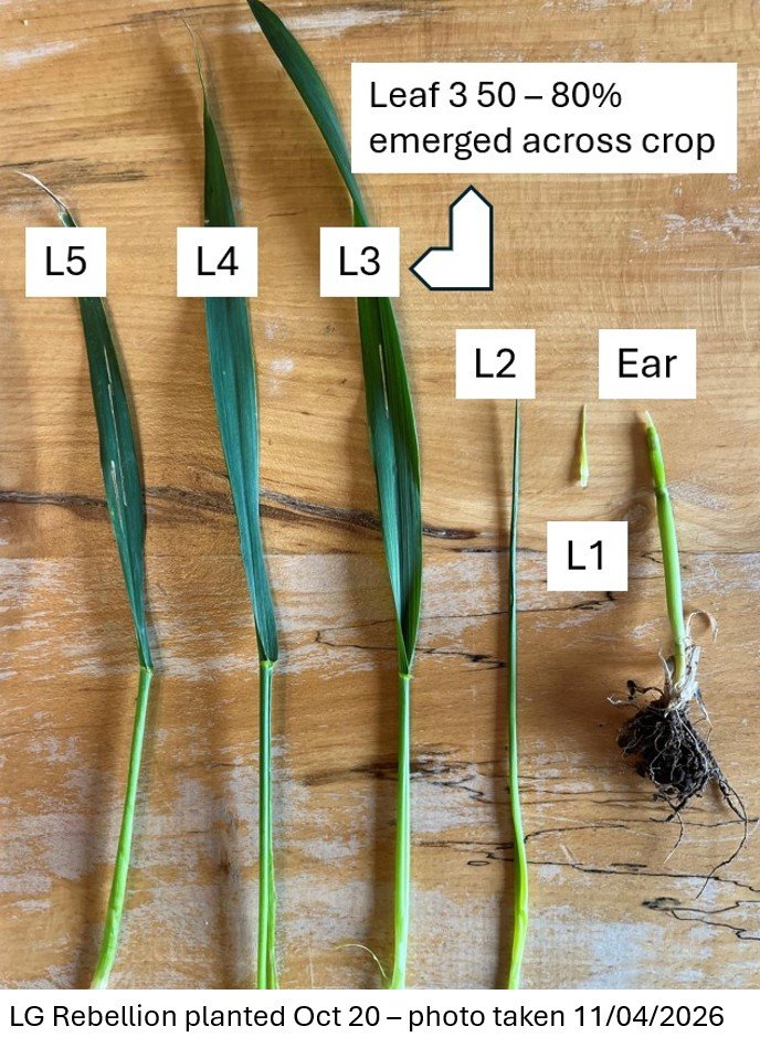 Leaf 5, 4, 3 2 and 1, along with an early ear in LG Rebellion planted on October 20