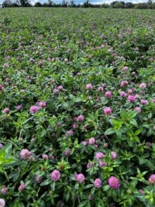 Red clover silage second cut