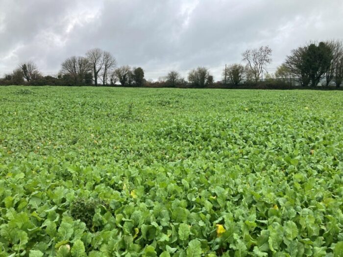 Considerations for grazing forage crops this winter