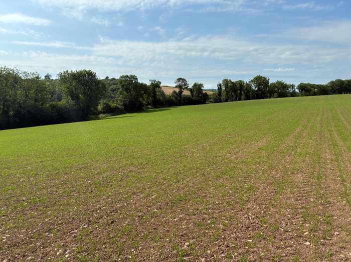 A recently reseeded paddock on Denis Hickey's farm