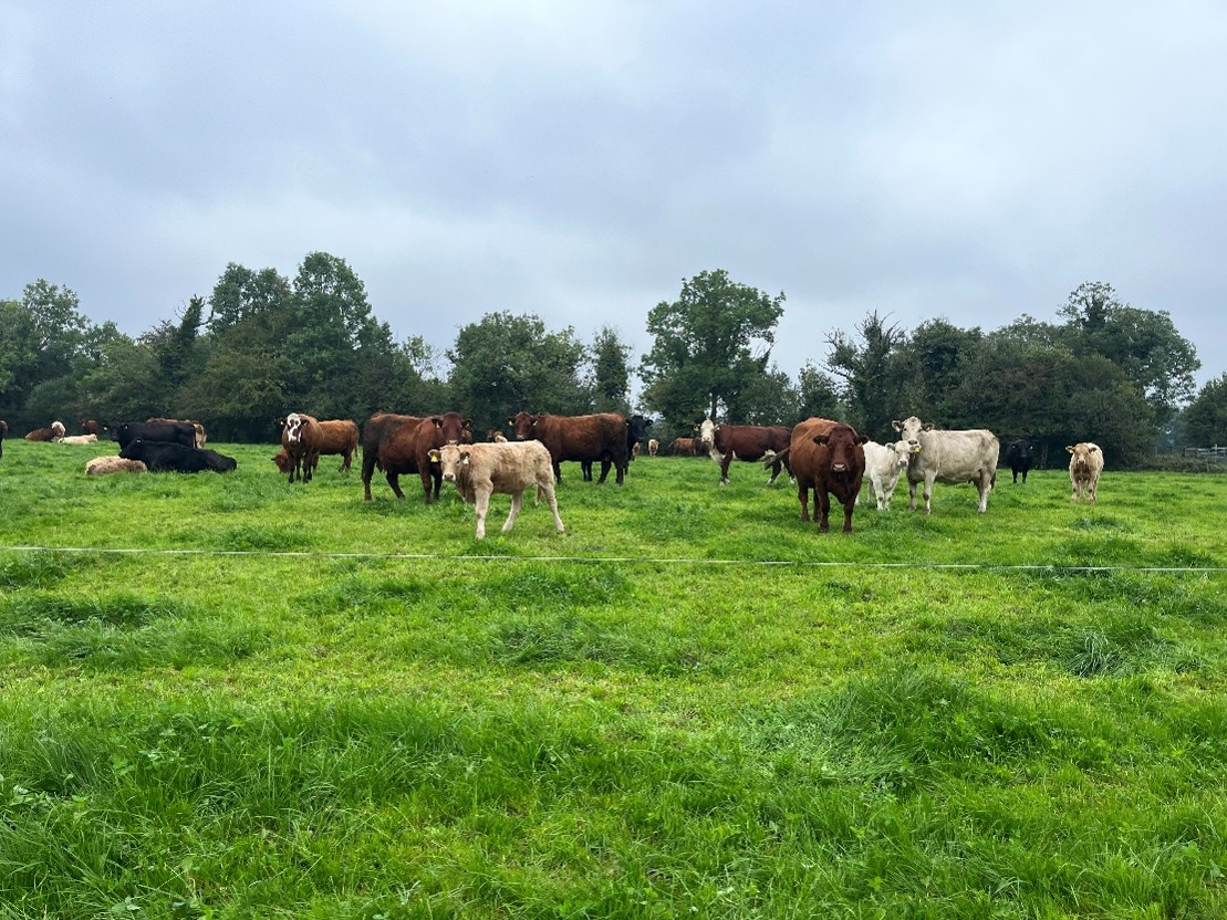 Suckler cows and calves at grass