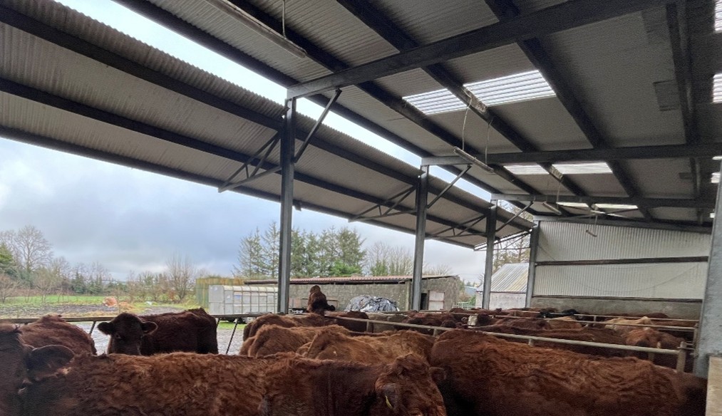Cattle shed with good ventilation and light